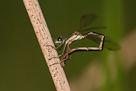 Lestes virens